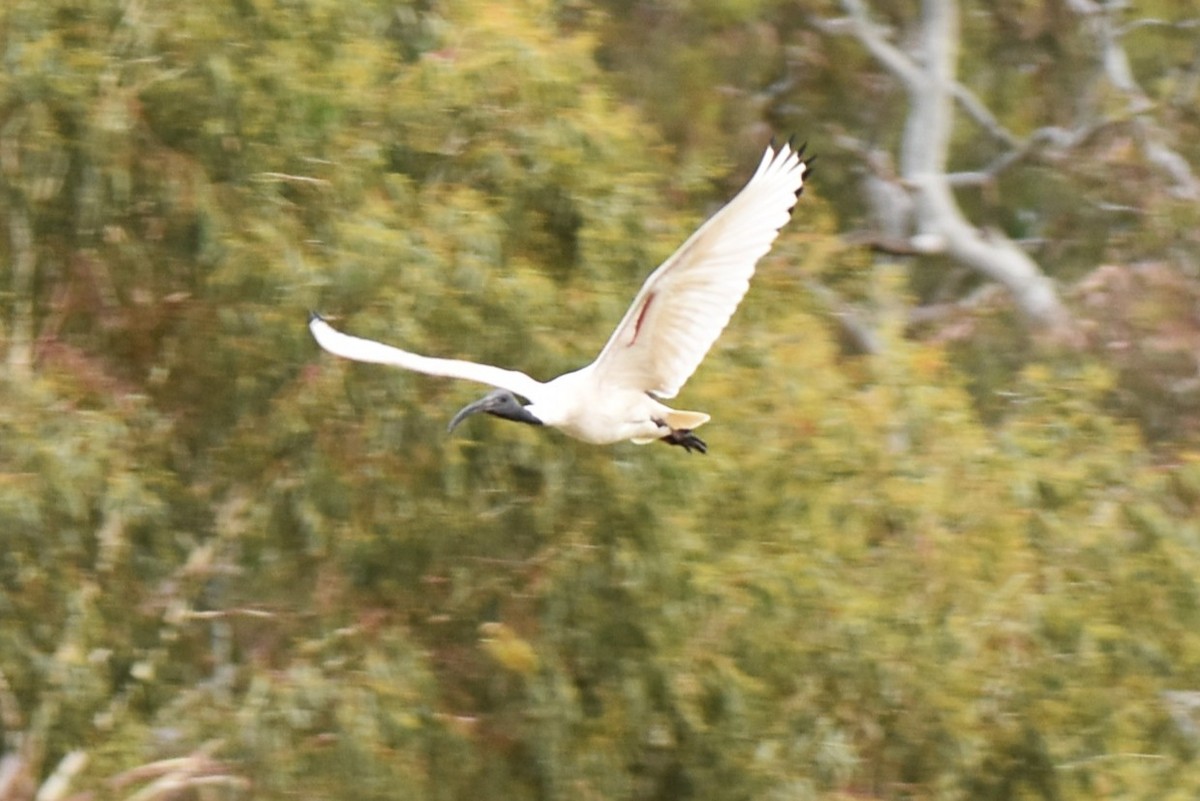 Молуккский ибис - ML647587707