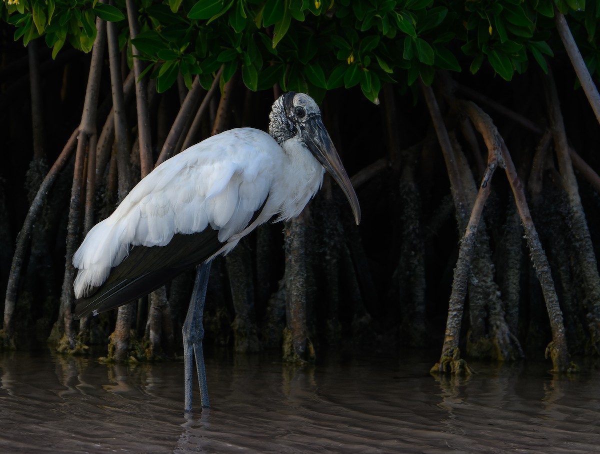 Американский клювач - ML647587708