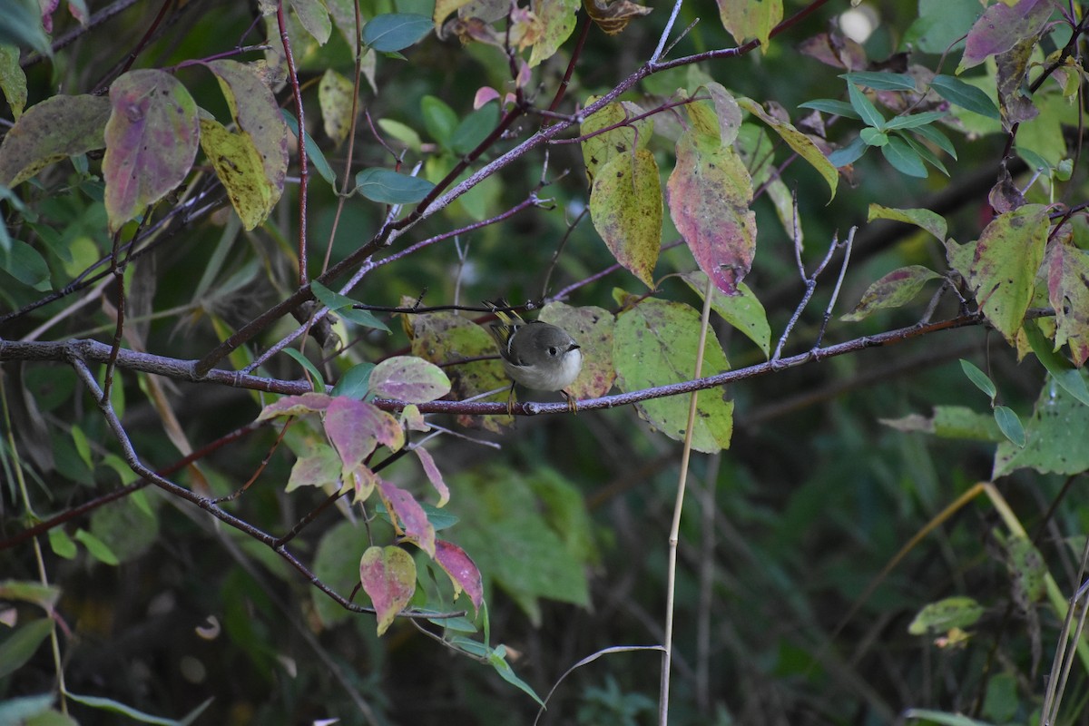 Рубиноголовый королёк - ML647587710