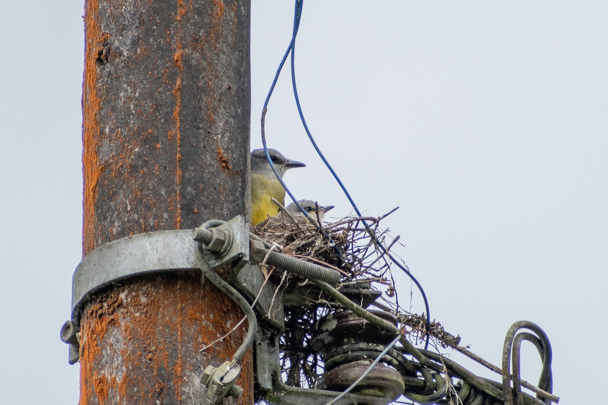 Tropical Kingbird (South American) - ML647587711