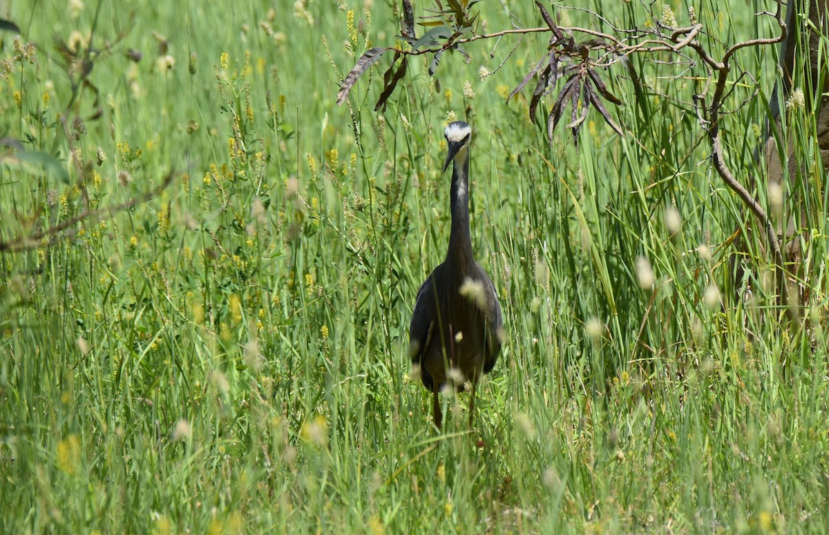 Белолицая цапля - ML647587712