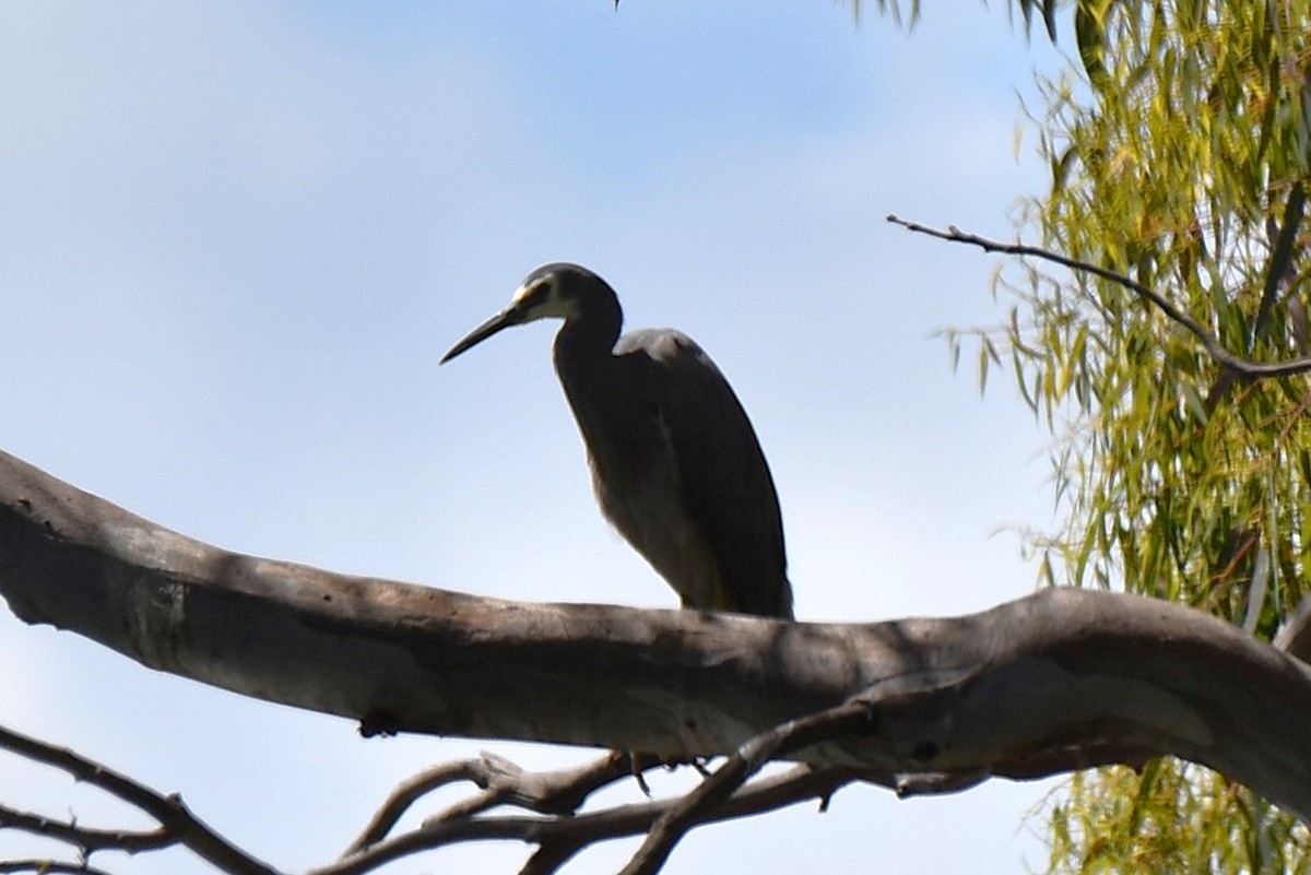 Белолицая цапля - ML647587714