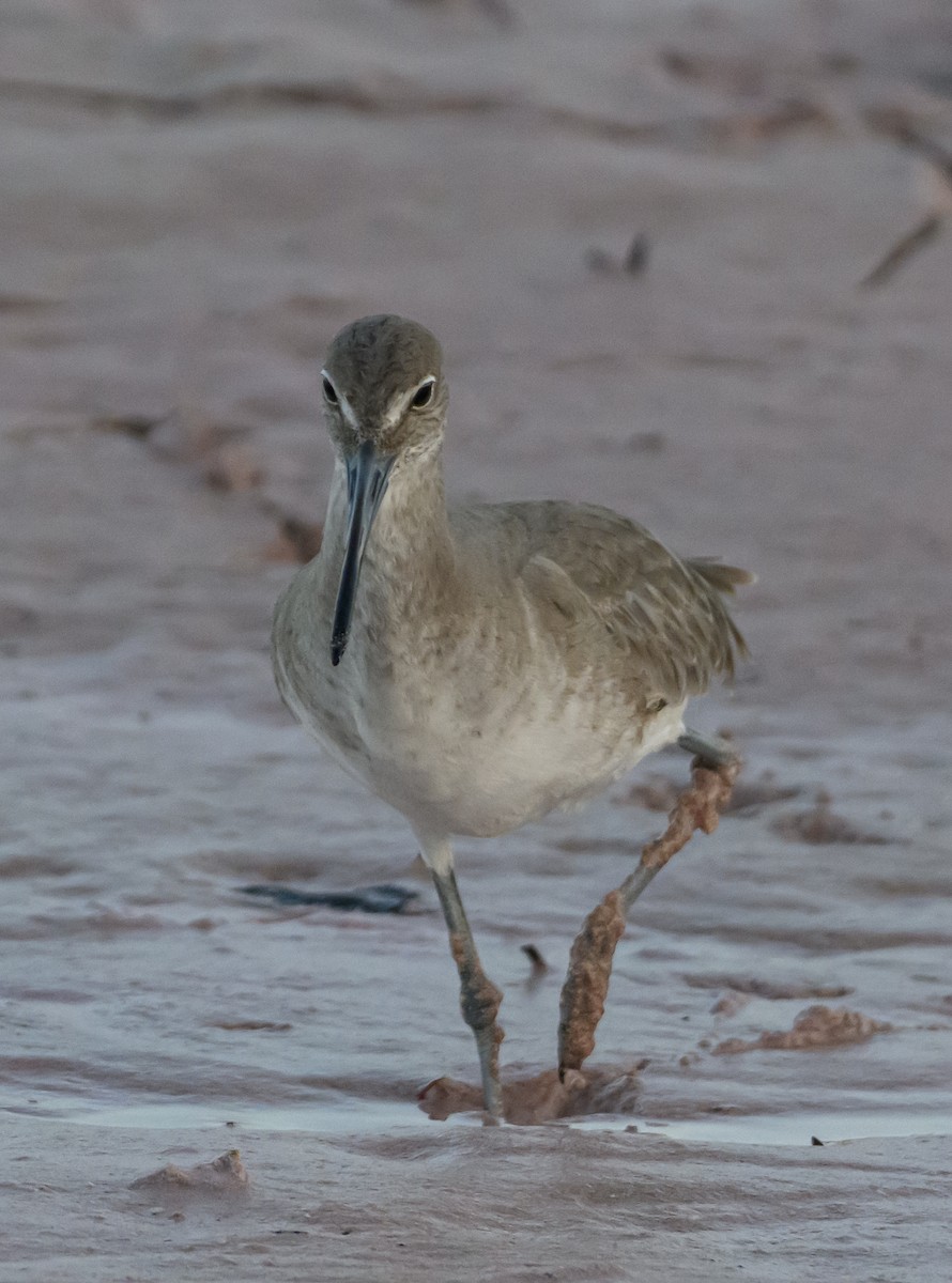 Перепончатопалый улит - ML647587715