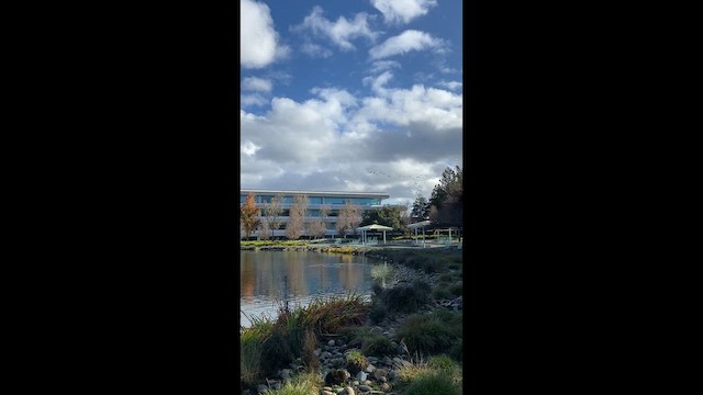 Канадская казарка - ML647587718