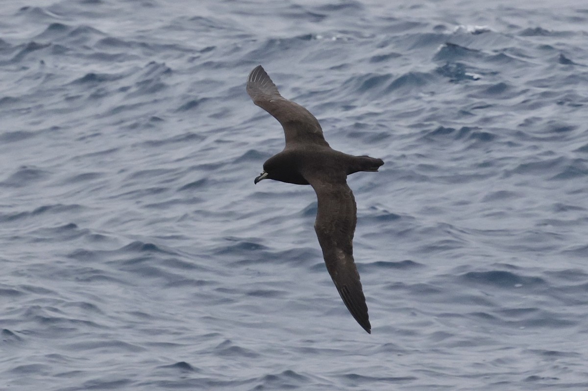 Буревісник новозеландський - ML647587727