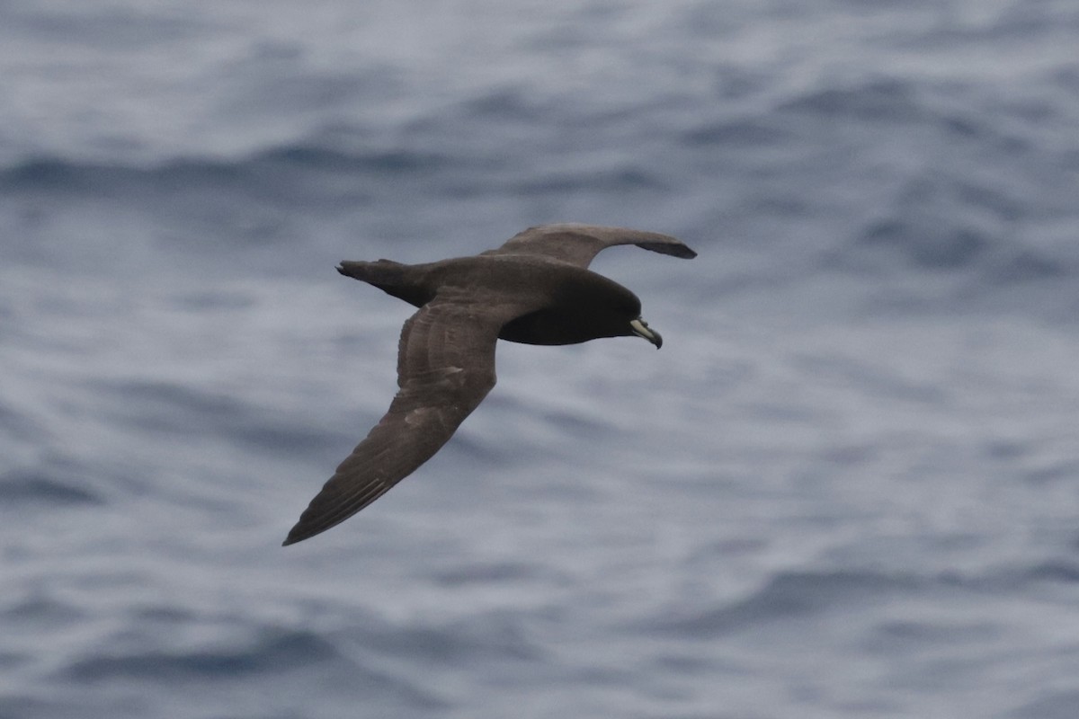 Буревісник новозеландський - ML647587728