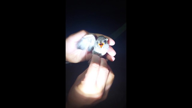 Красный мухолов - ML647587733