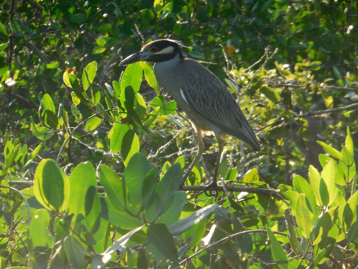 Yellow-crowned Night Heron - ML647587737