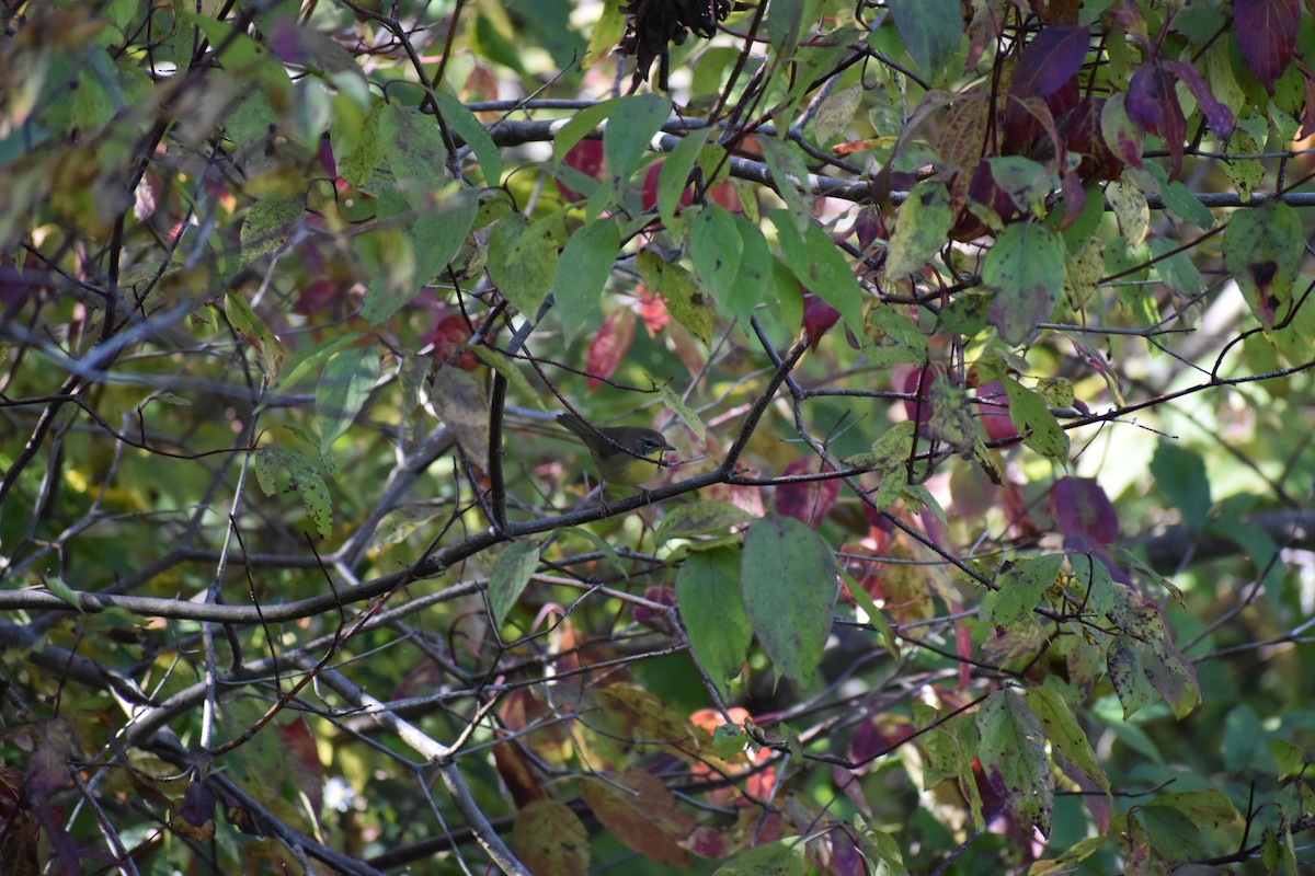 Common Yellowthroat - ML647587745