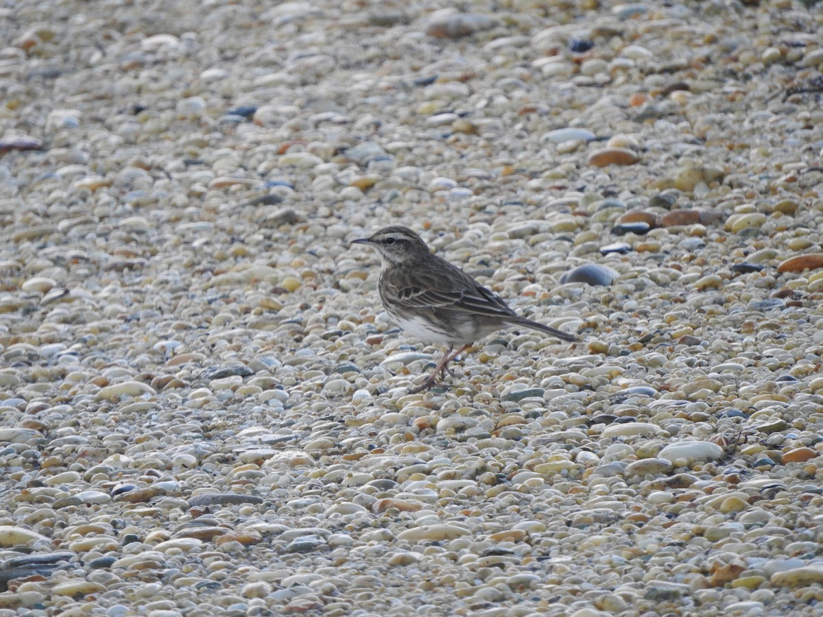 Щеврик новозеландський - ML647587750