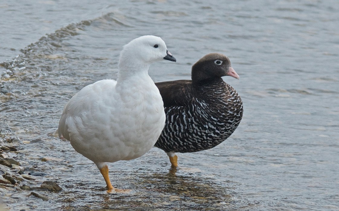 Kelp Goose - ML647587752