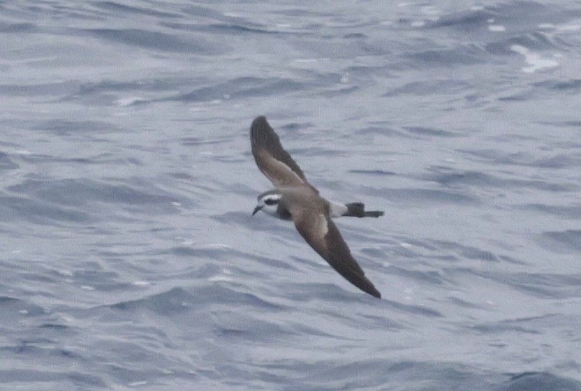 Океанник білобровий - ML647587759