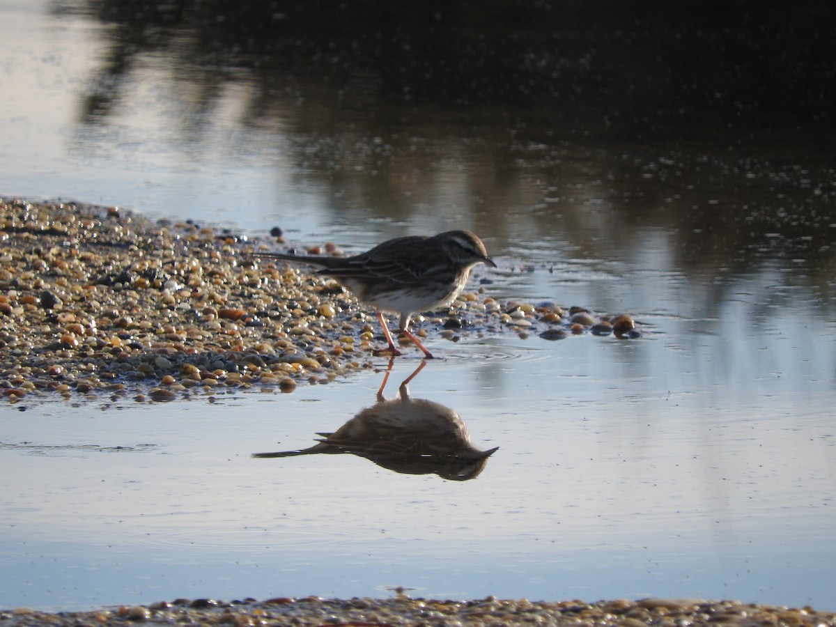 Щеврик новозеландський - ML647587762