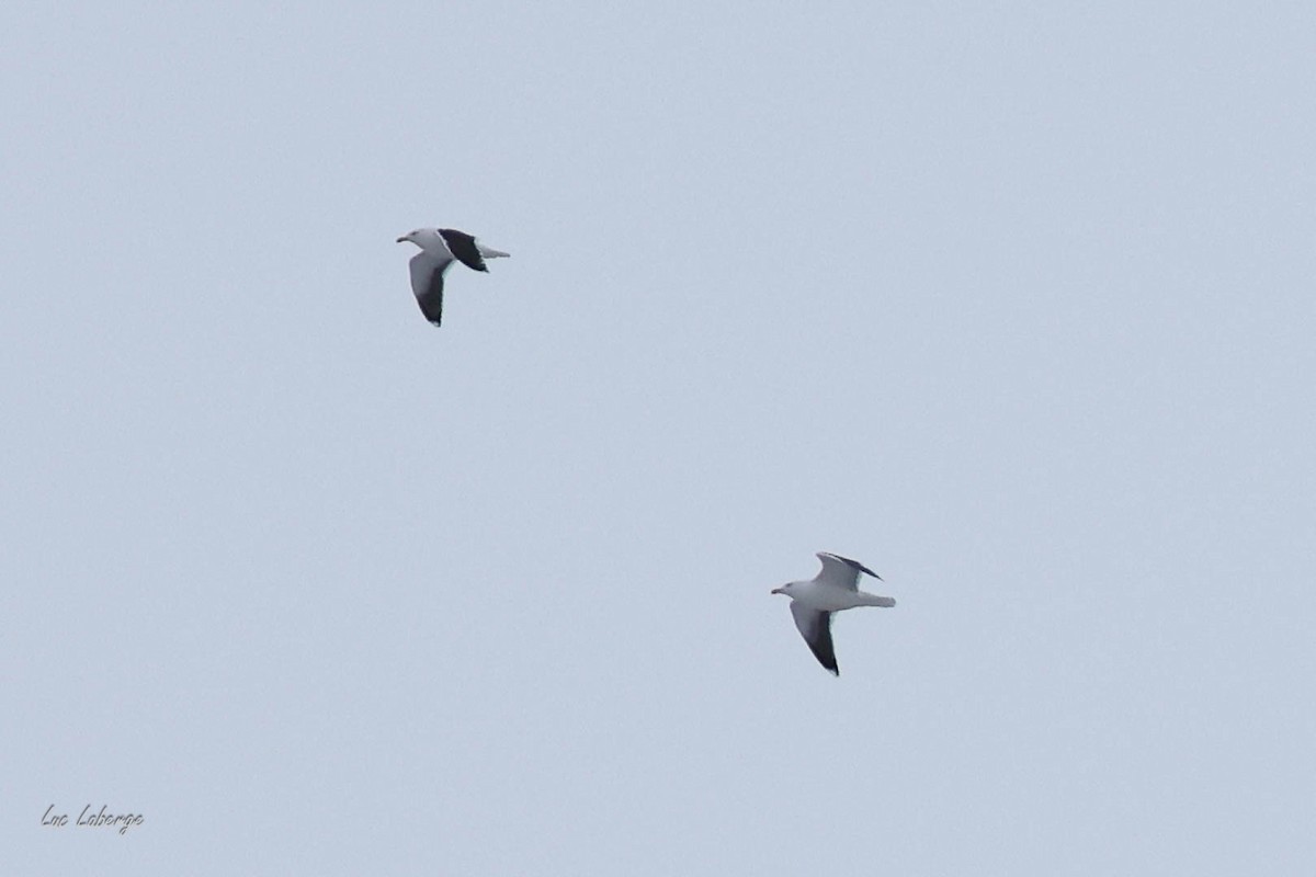 racek mořský - ML647587763