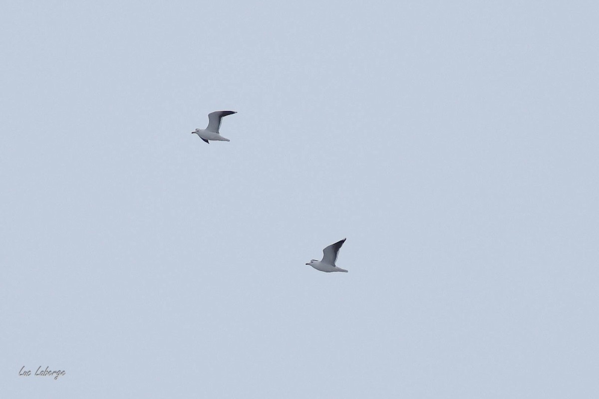 racek mořský - ML647587764