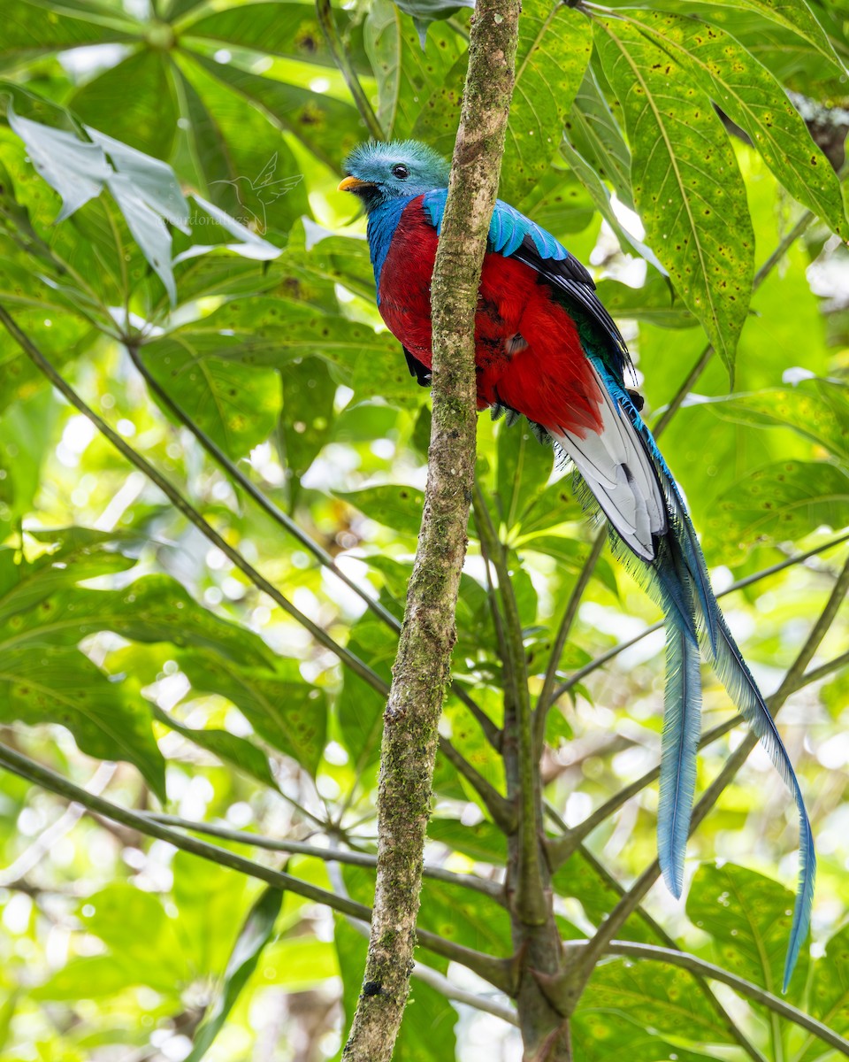 Quetzal - ML647587776