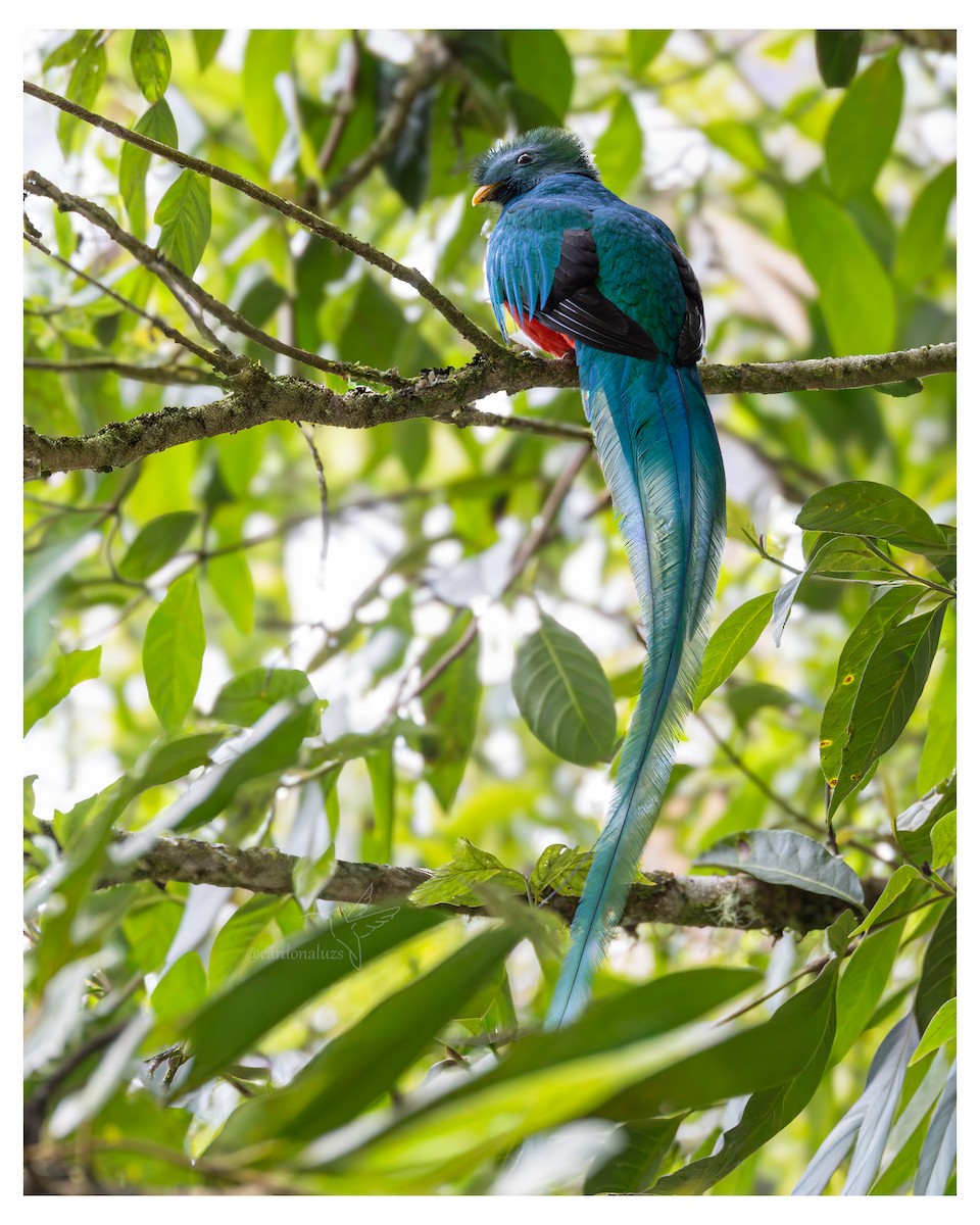Quetzal - ML647587777