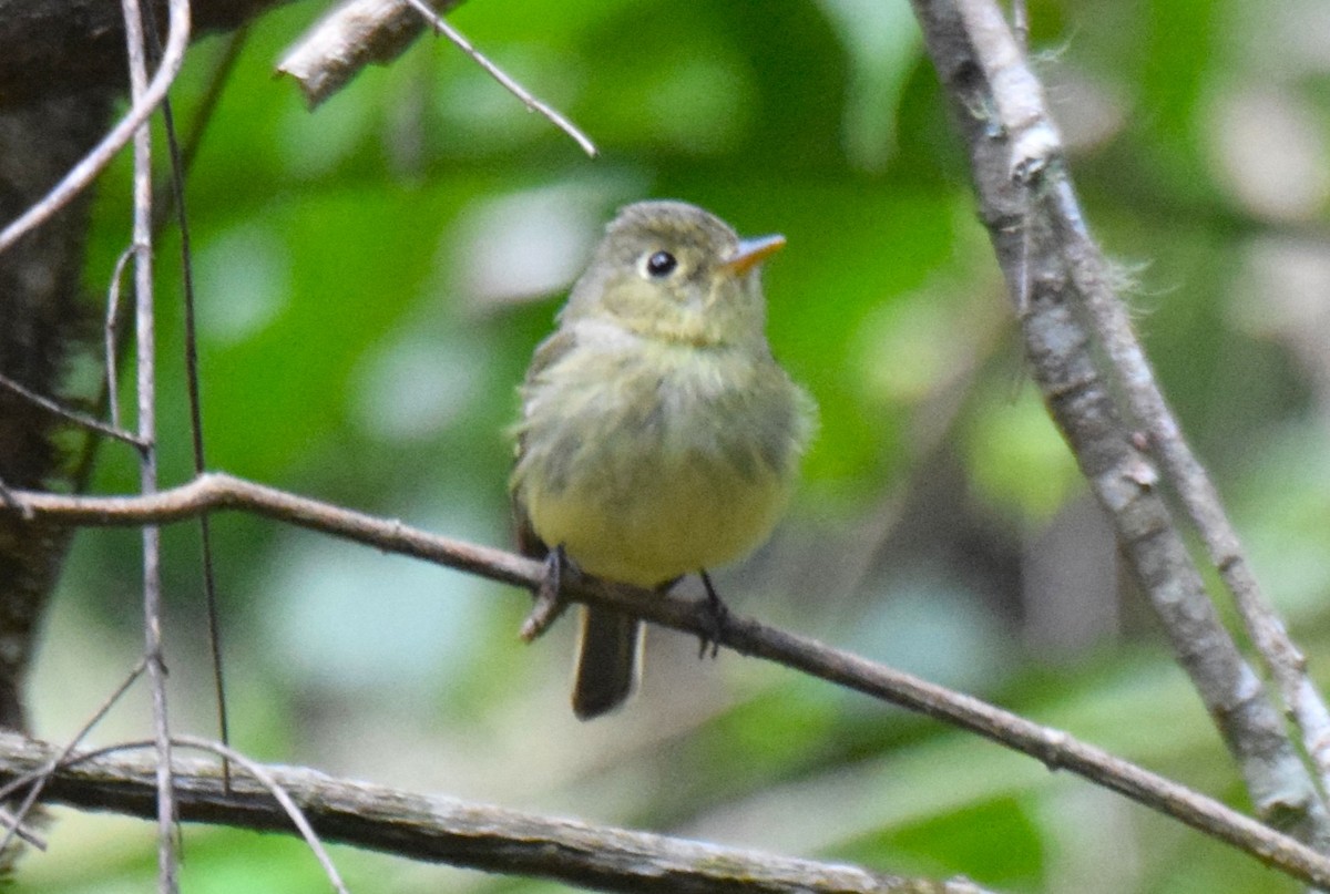 Yellow-bellied Flycatcher - ML647587781