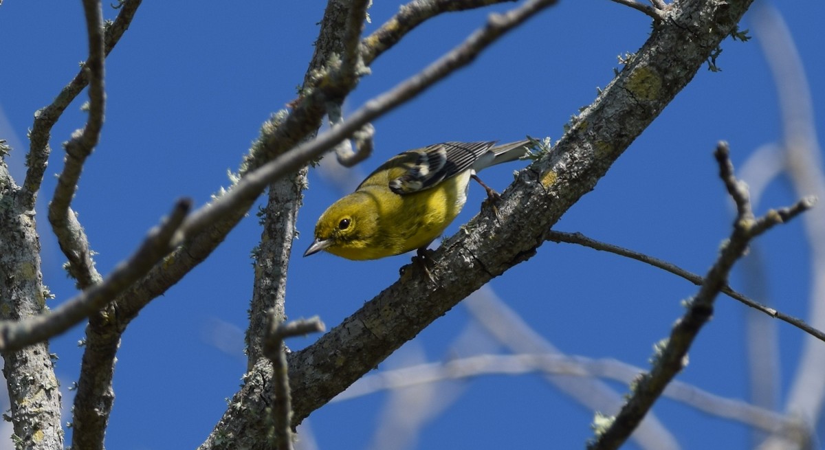 Pine Warbler - ML647587810