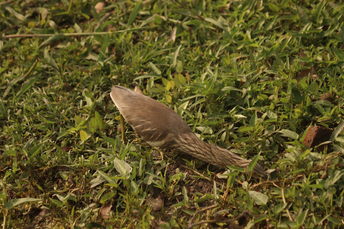 Indian Pond-Heron - ML647587822
