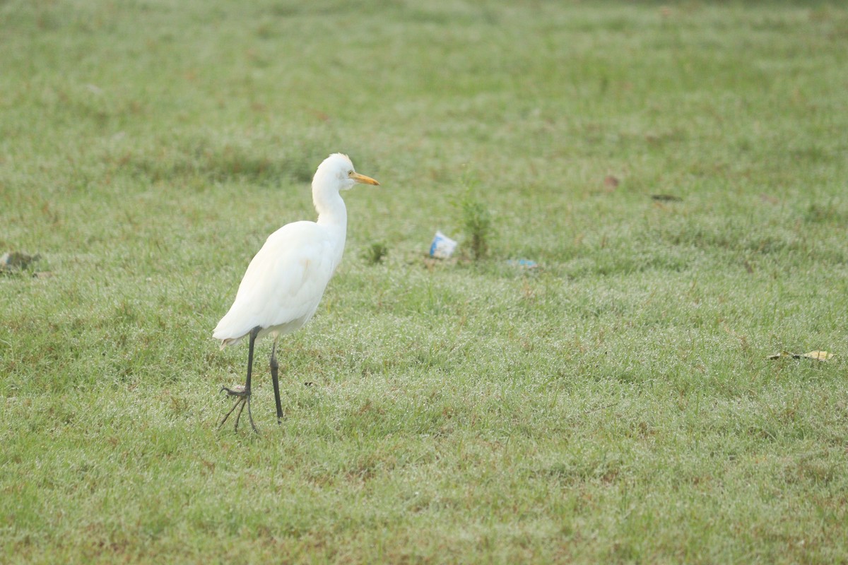 Eastern Cattle-Egret - ML647587829
