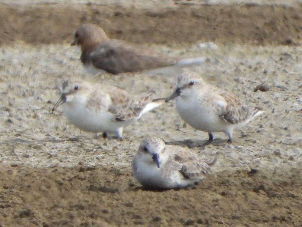 Red-necked Stint - ML647587830