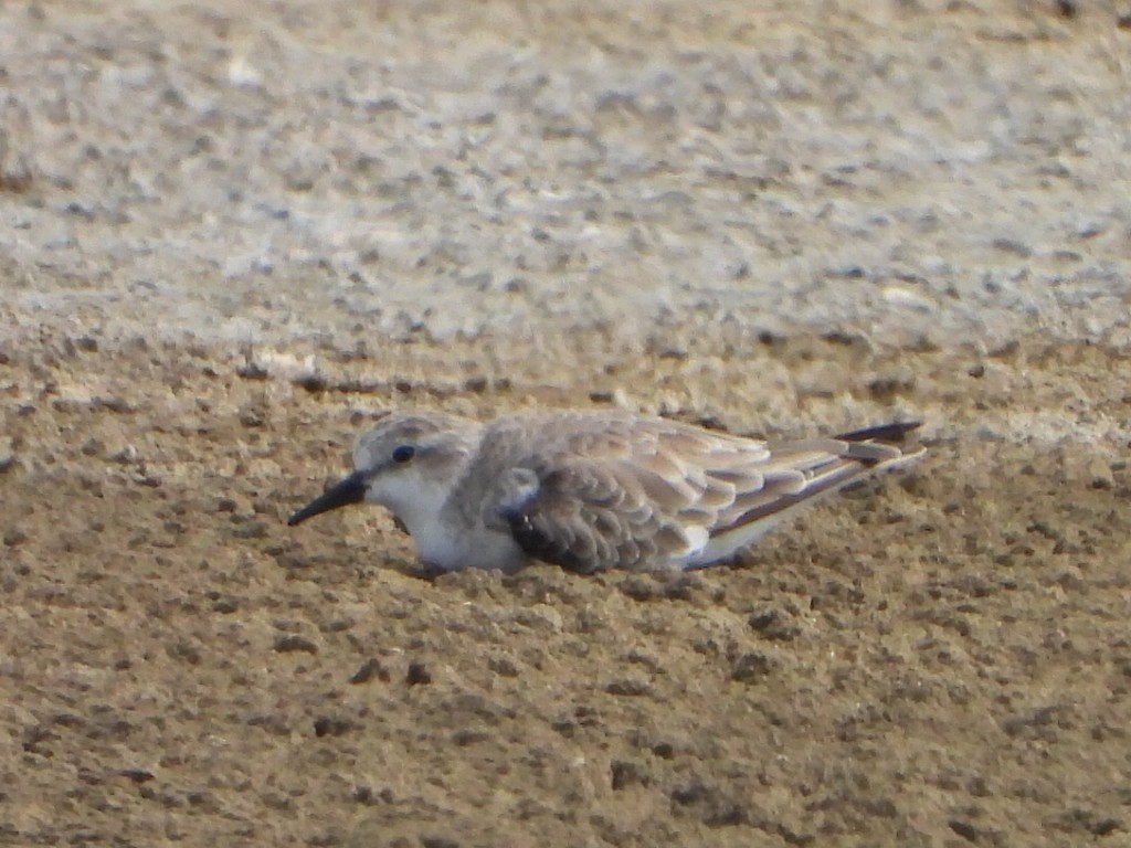 Red-necked Stint - ML647587832