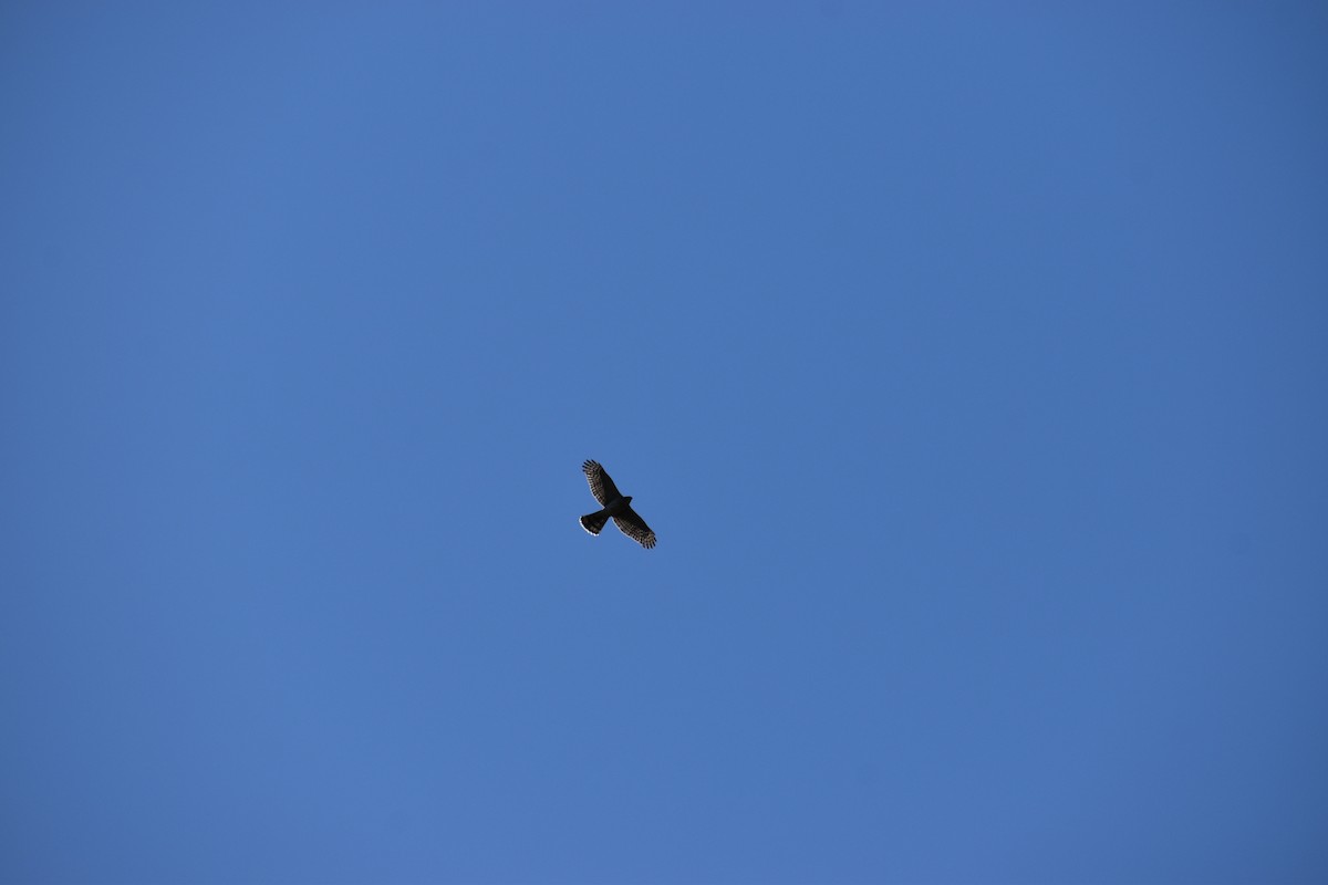 Cooper's Hawk - ML647587833