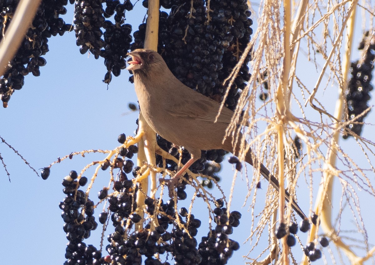 Abert's Towhee - ML647587834