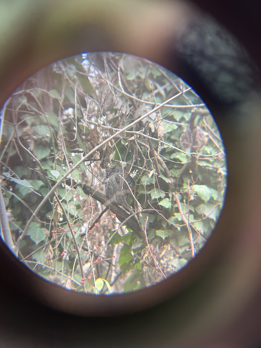 Western Screech-Owl - ML647587838