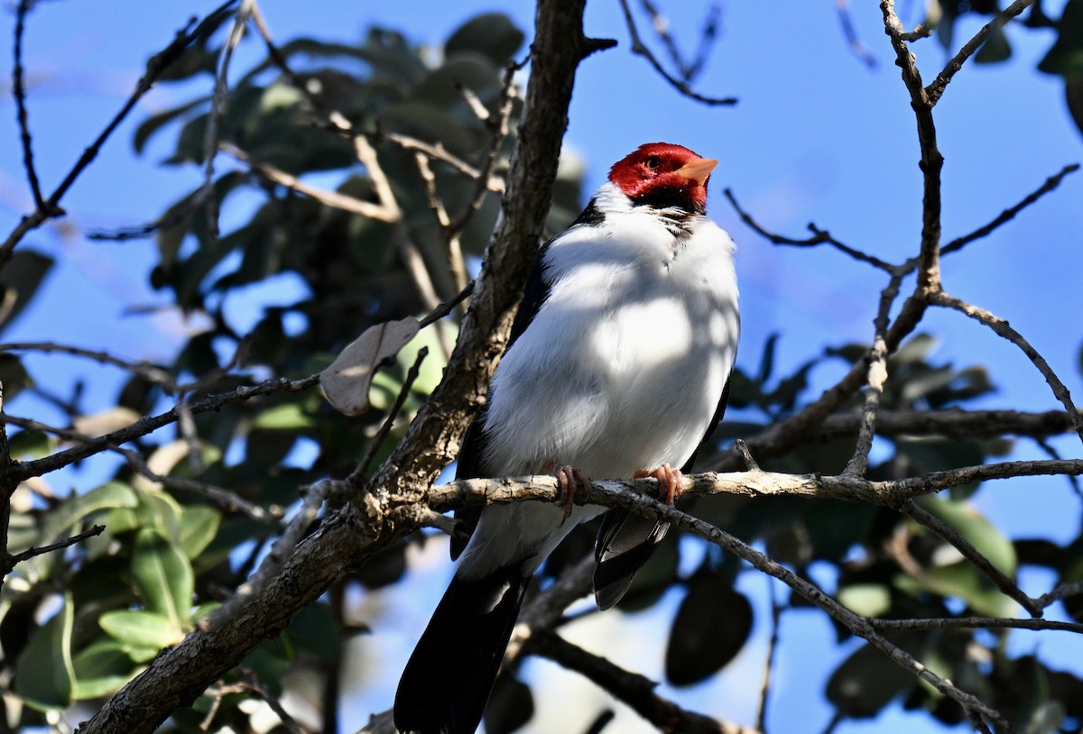 Yellow-billed Cardinal - ML647587842