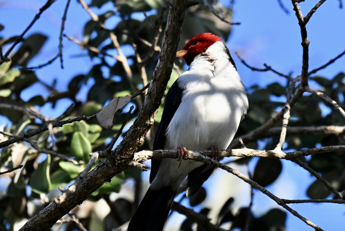 Yellow-billed Cardinal - ML647587843