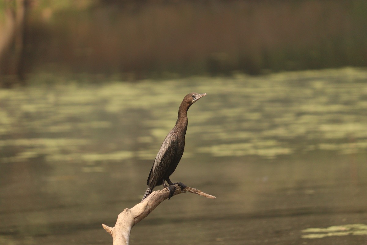 Indian Cormorant - ML647587845