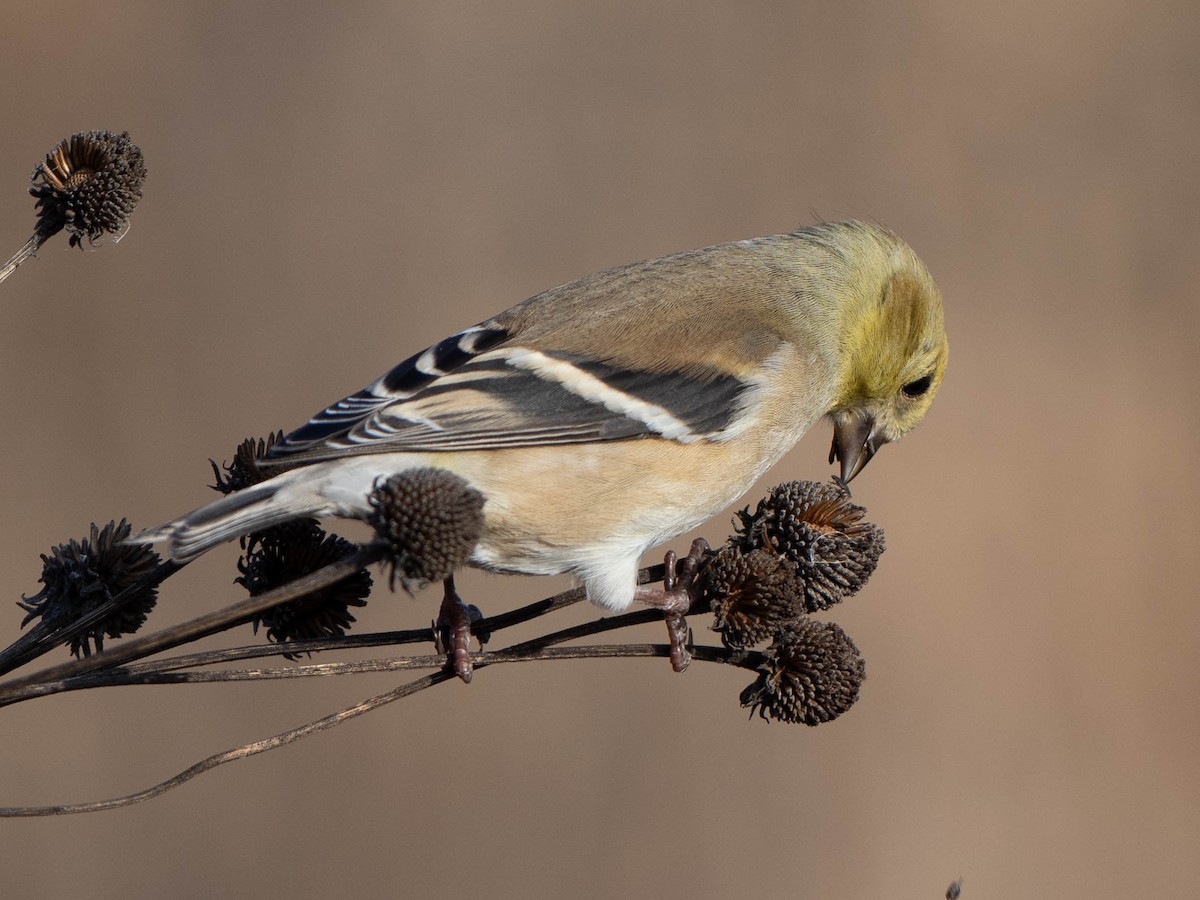 American Goldfinch - ML647587846