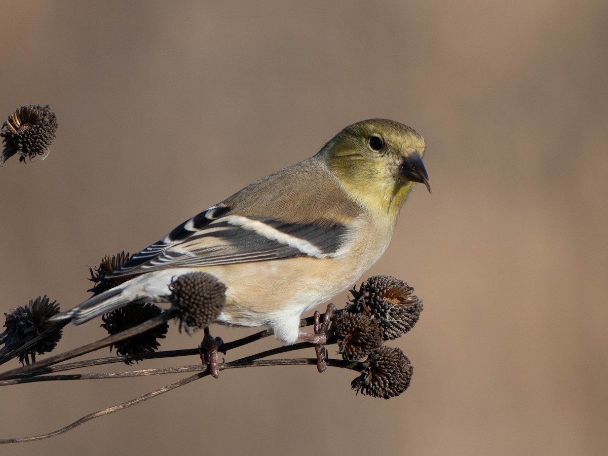American Goldfinch - ML647587847
