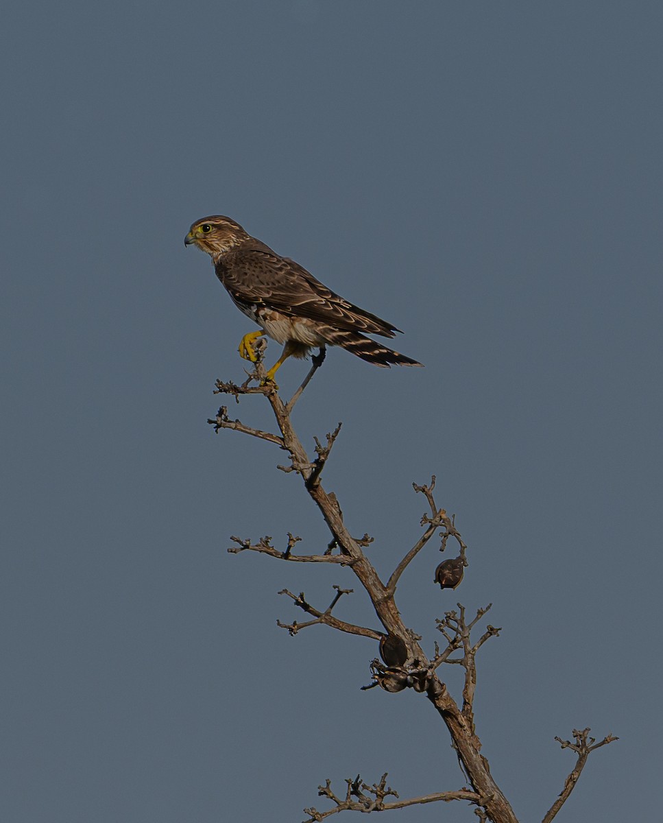 Merlin - ML647587848