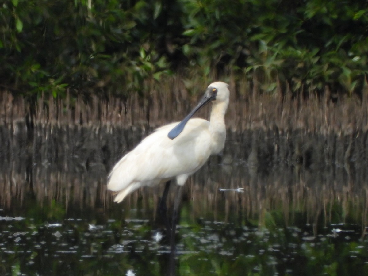 Royal Spoonbill - ML647587849