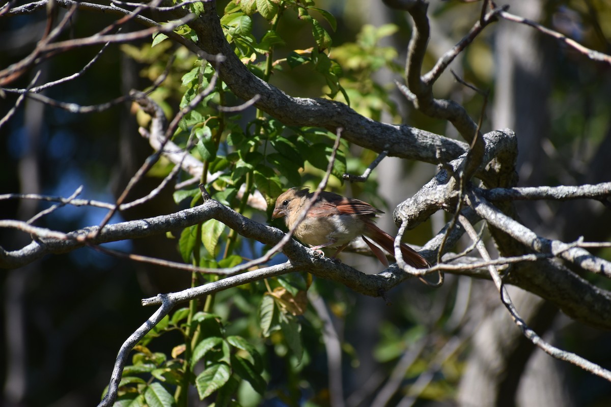Northern Cardinal - ML647587850