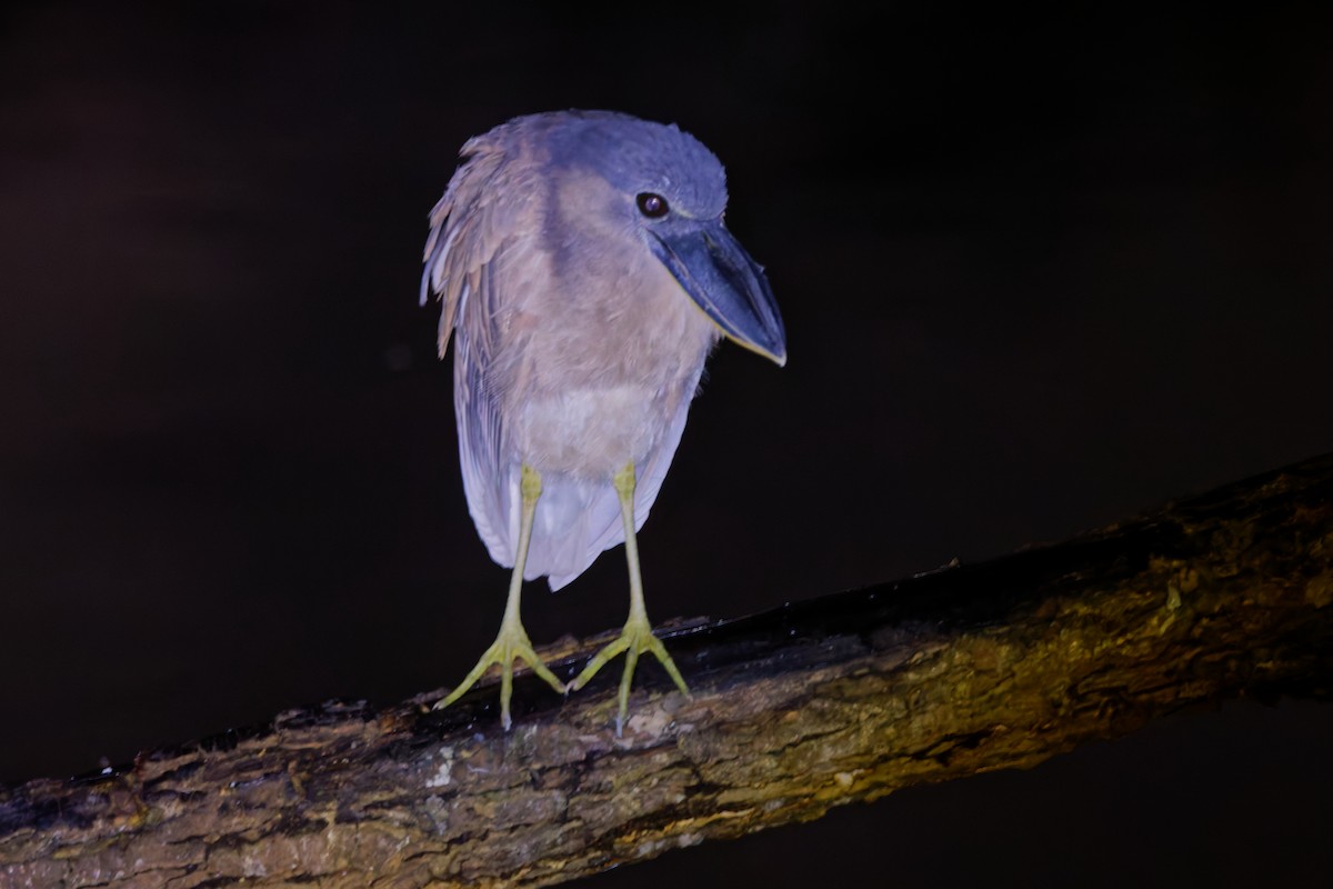 Boat-billed Heron - ML647587851