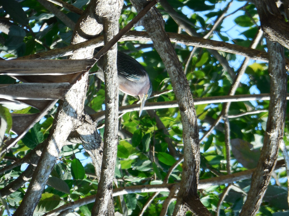 Green Heron - ML647587852