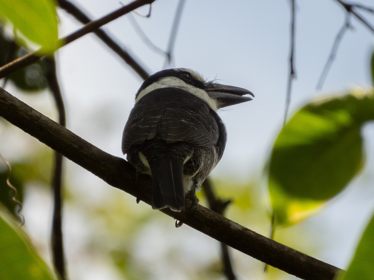 White-necked Puffbird - ML647587854