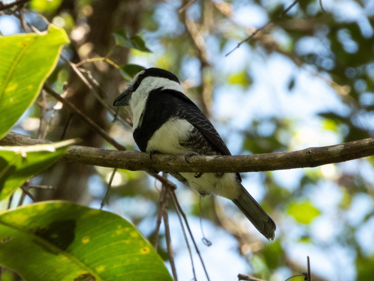 White-necked Puffbird - ML647587855