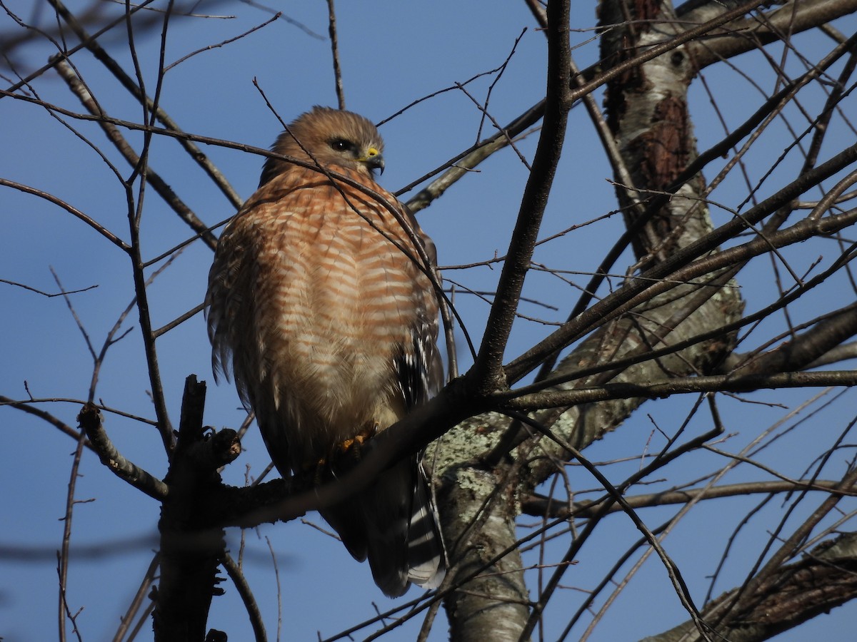 Red-shouldered Hawk - ML647587856