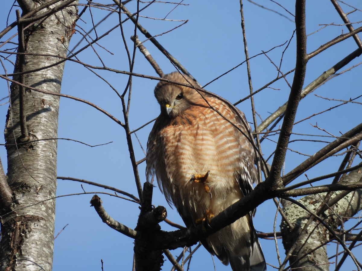 Red-shouldered Hawk - ML647587857