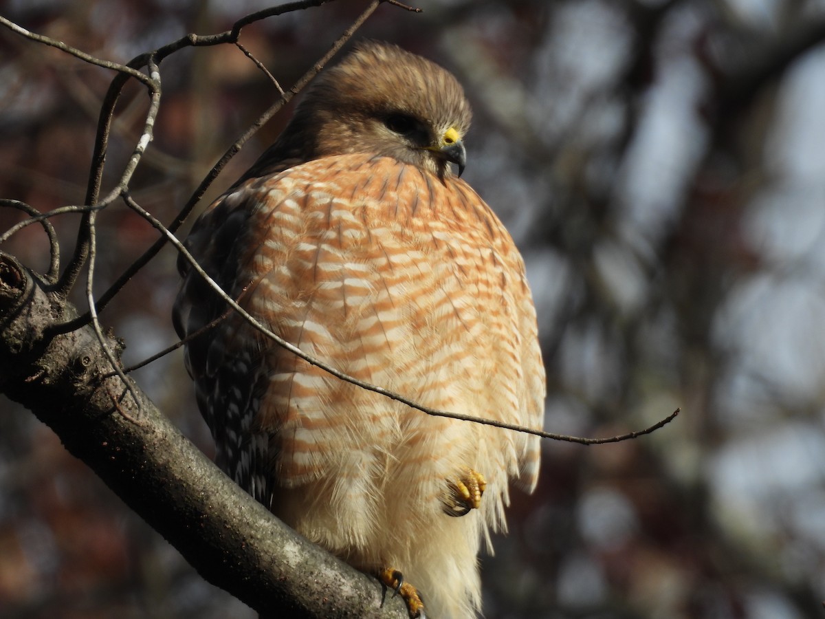 Red-shouldered Hawk - ML647587859