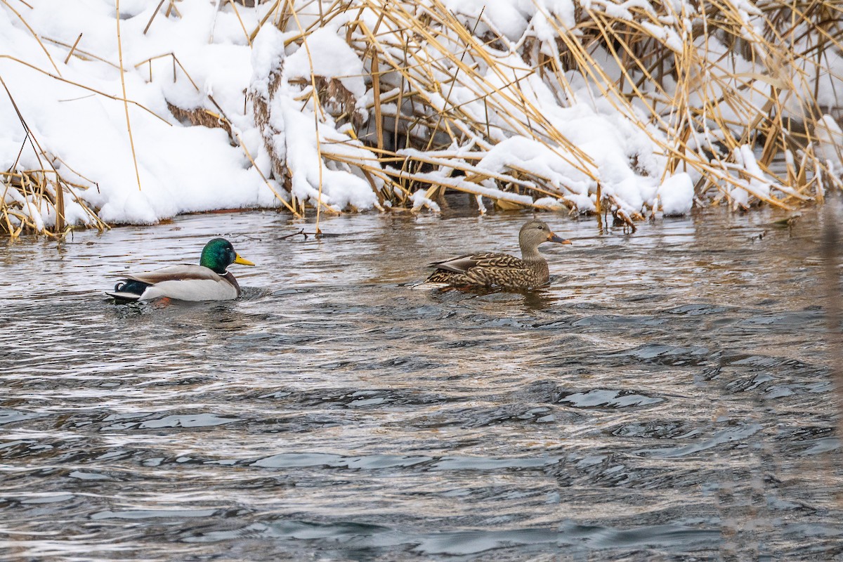 Mallard - ML647587860