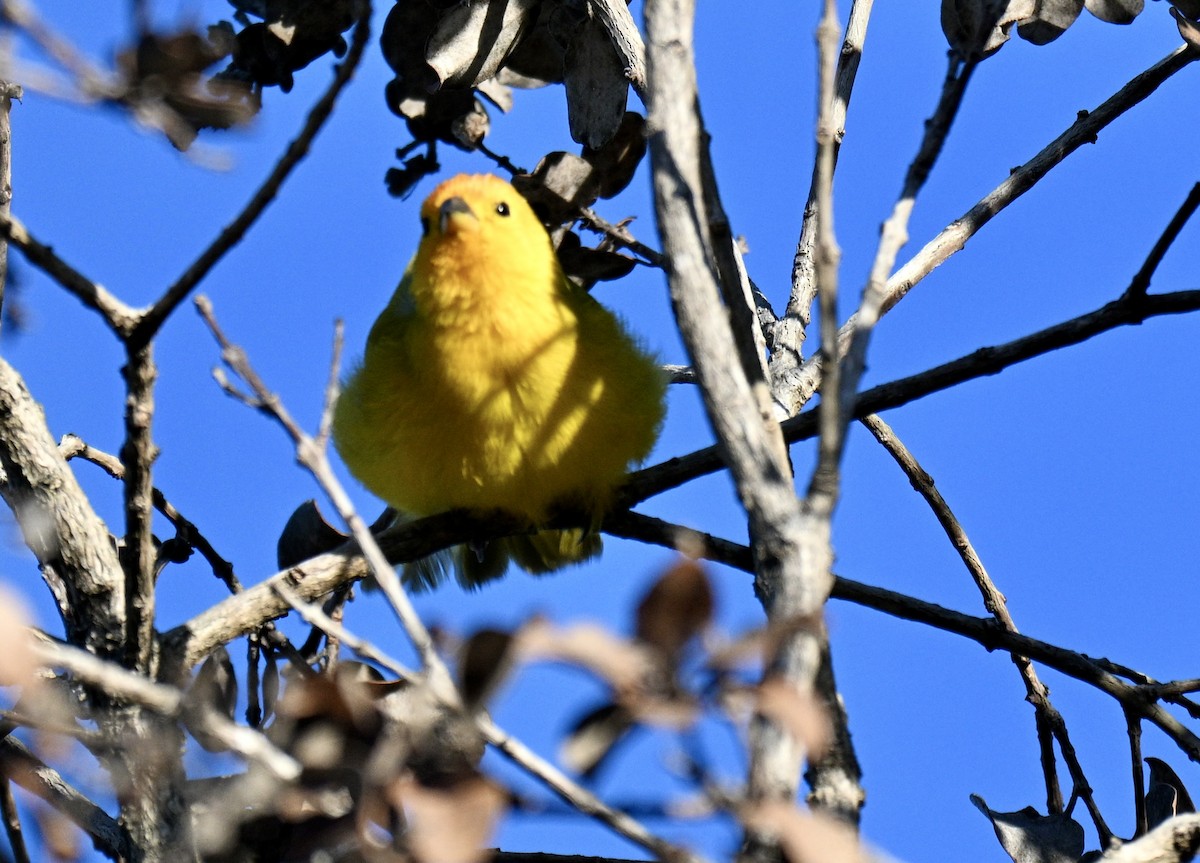Saffron Finch - ML647587862