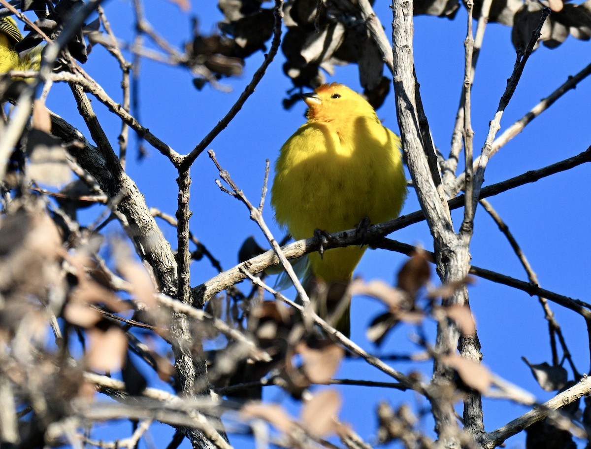 Saffron Finch - ML647587863