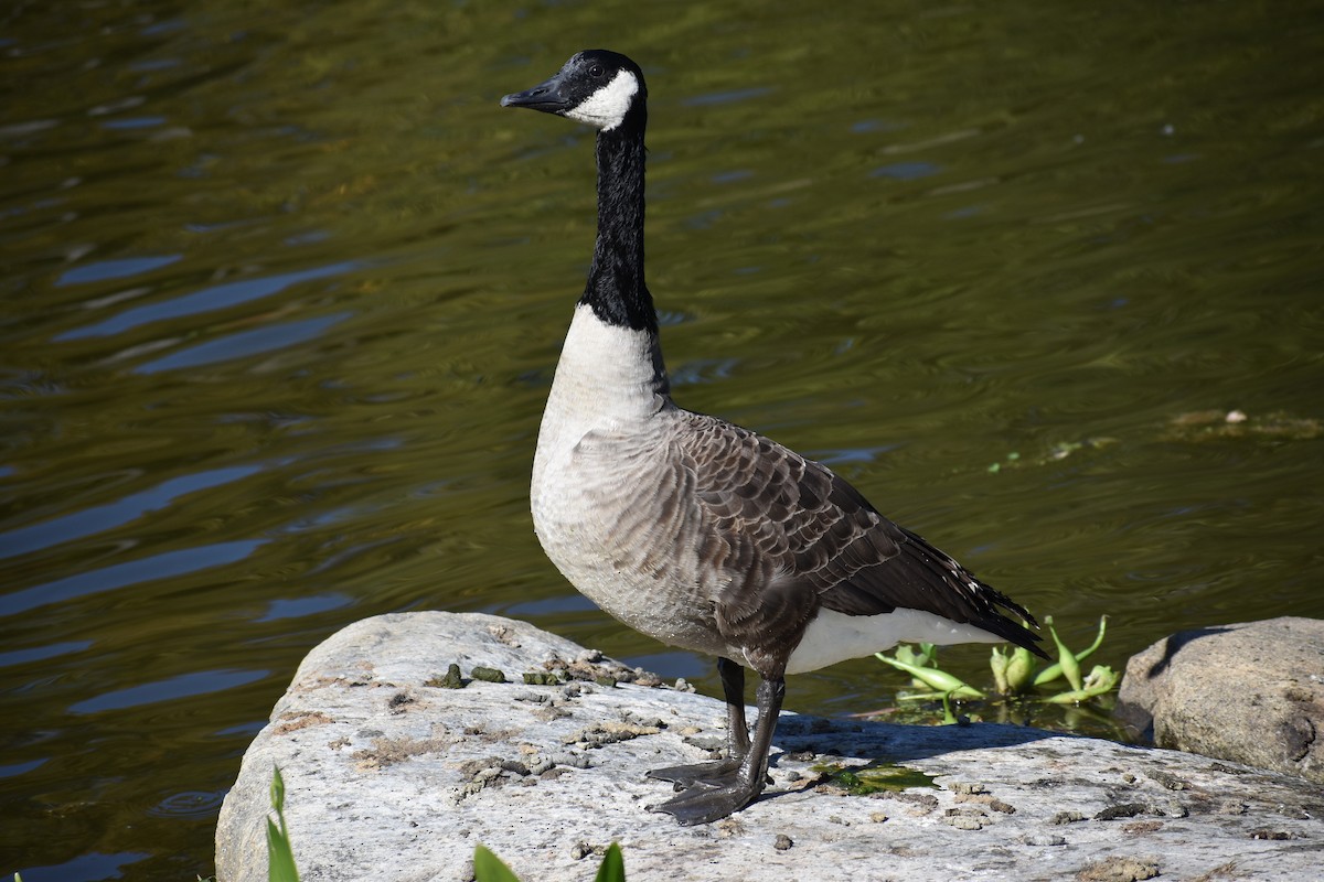 Canada Goose - ML647587867