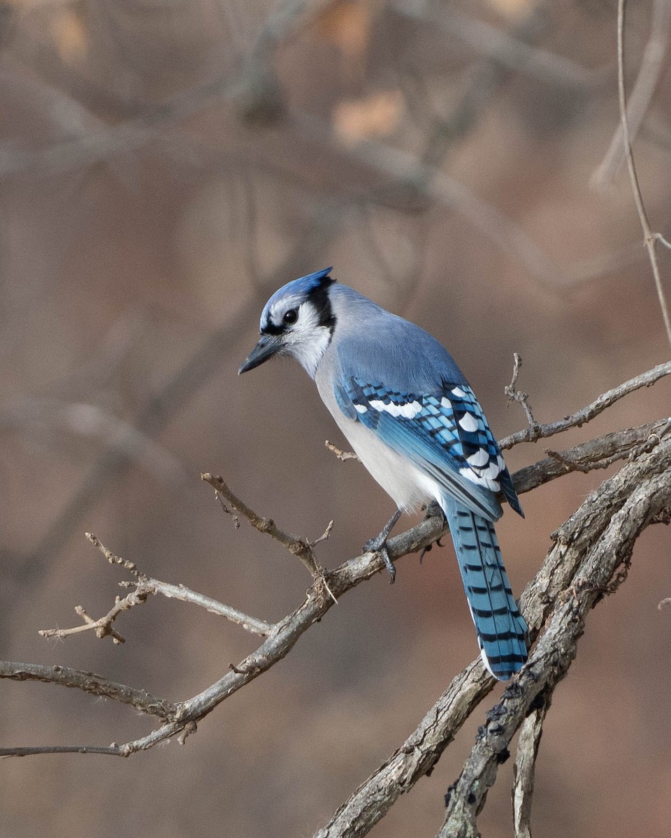Blue Jay - ML647587870
